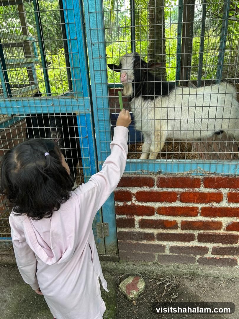 Child feeding a goat