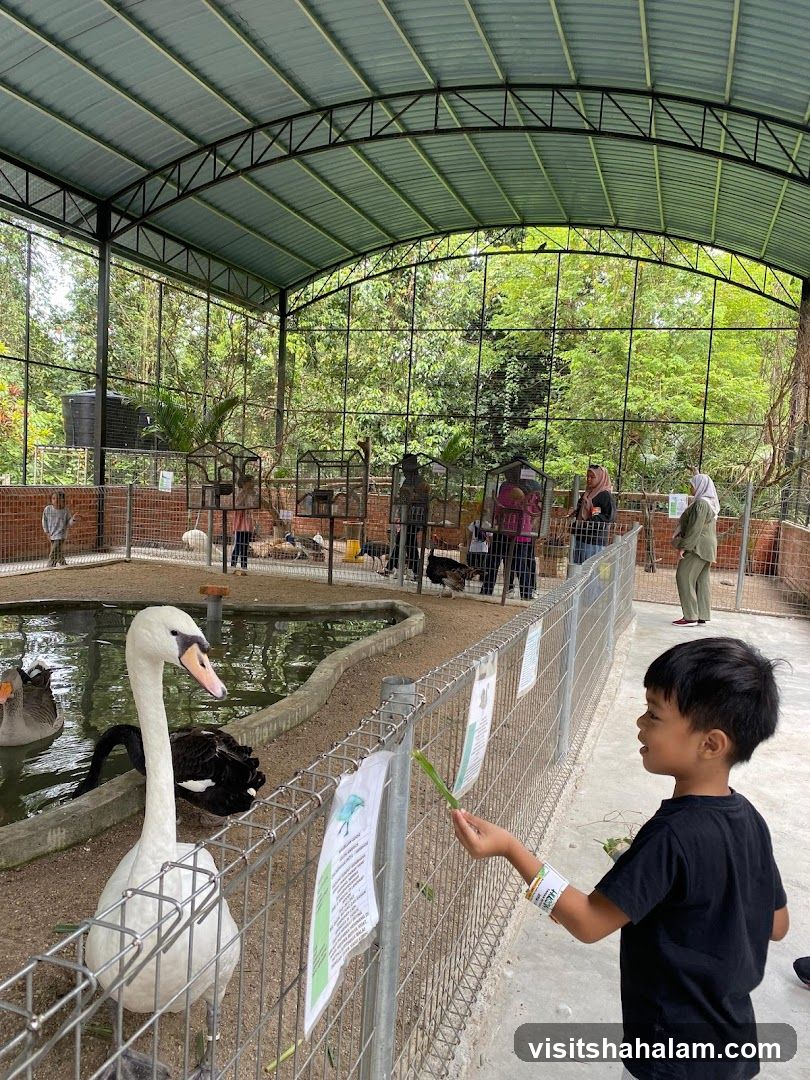 Bird enclosure with visitors feeding swans