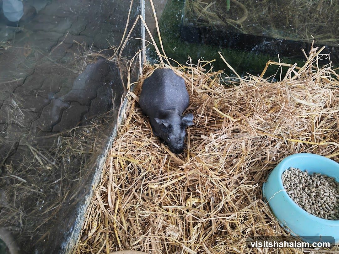 Capybara in Hay