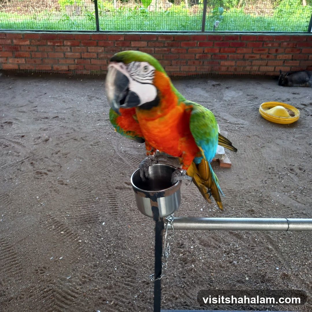 Parrot on a perch