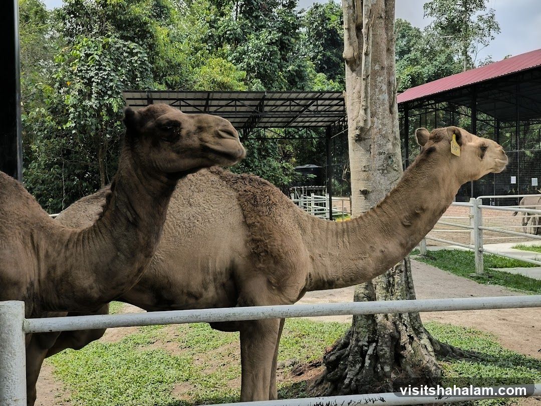 Camels in an enclosure