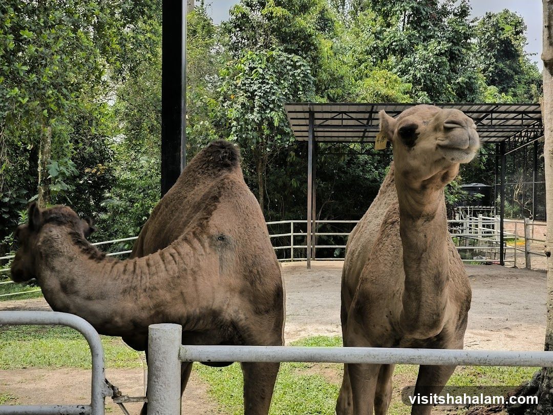 Two Camels in an Enclosure