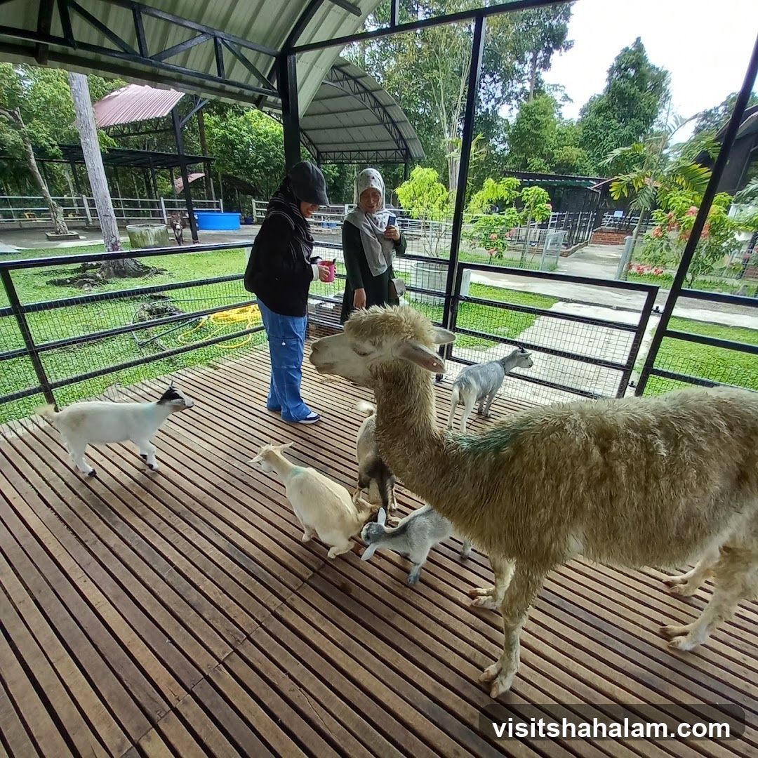 Alpaca and Goats in an Enclosure