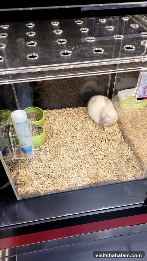 Rabbit in a Pet Store Enclosure