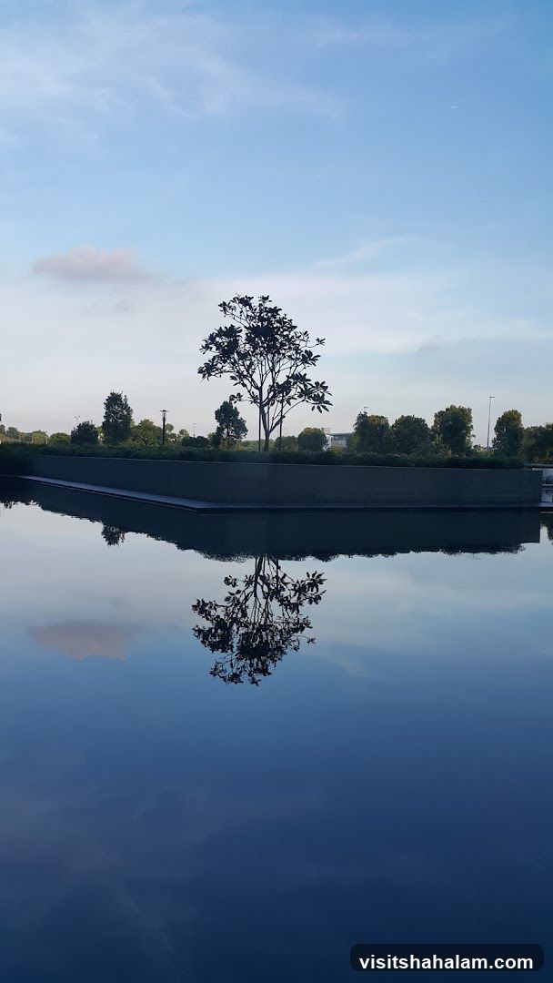 Tree reflected in water