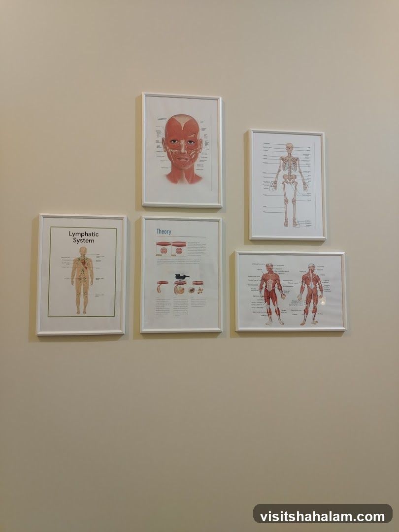 Anatomy Posters