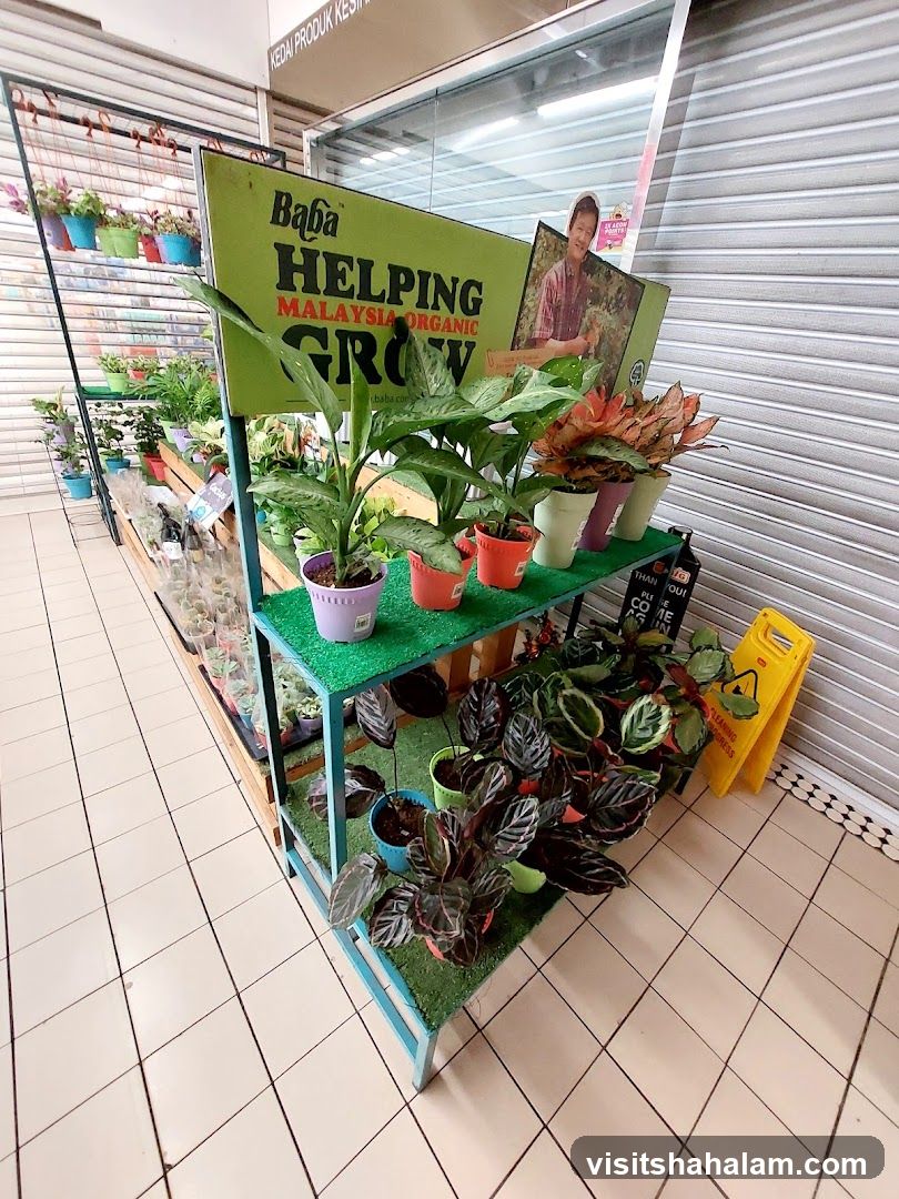Plants for sale