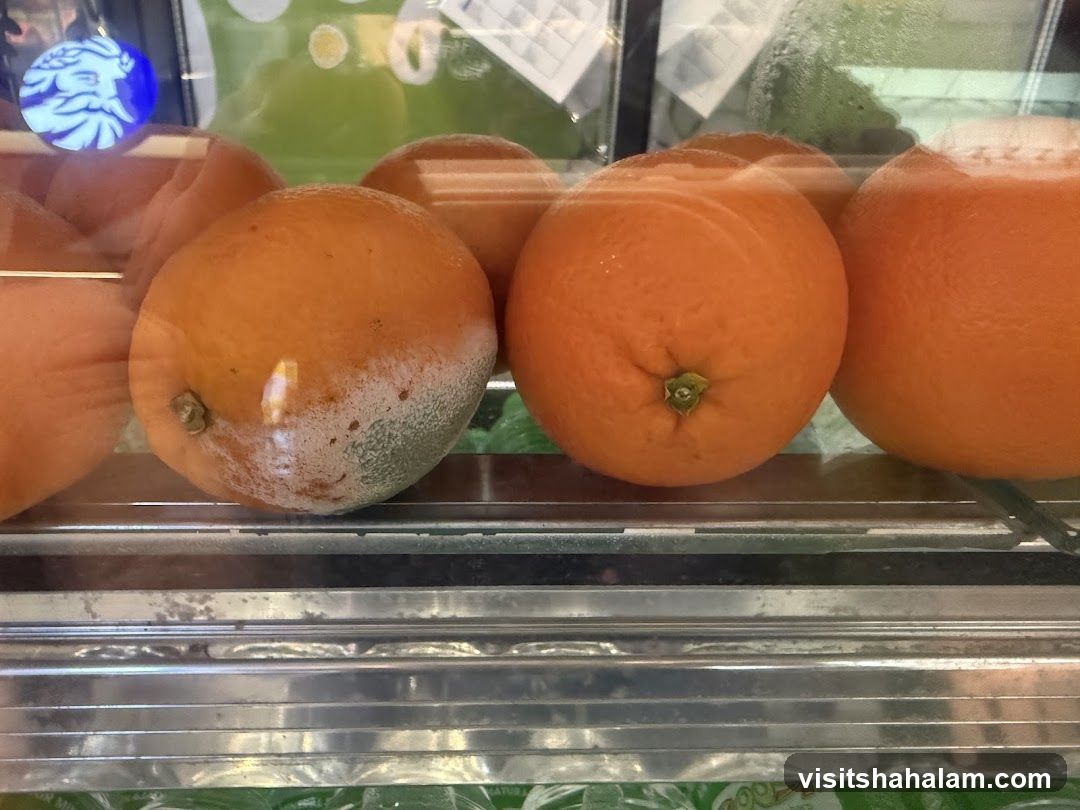 Oranges in a Display Case