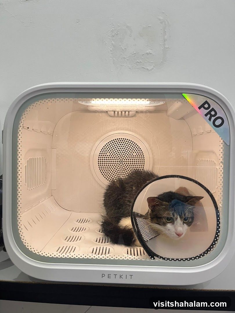 Meowever Cat Centre