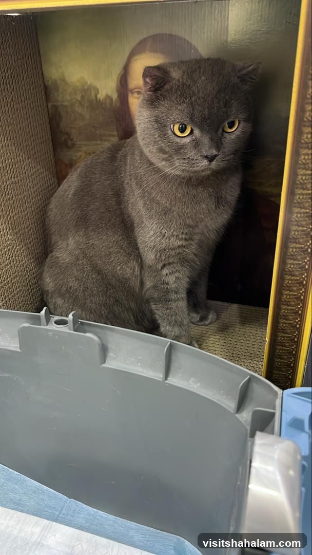 Meowever Cat Centre