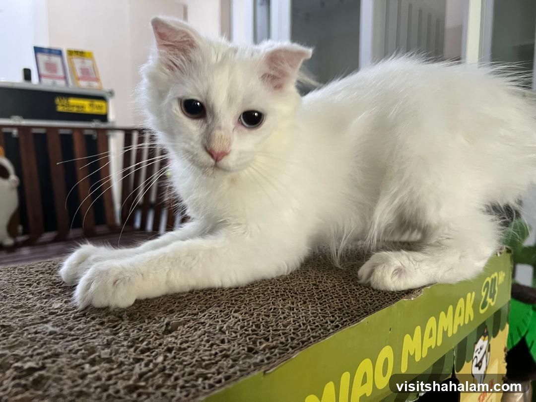 White cat on a scratching post
