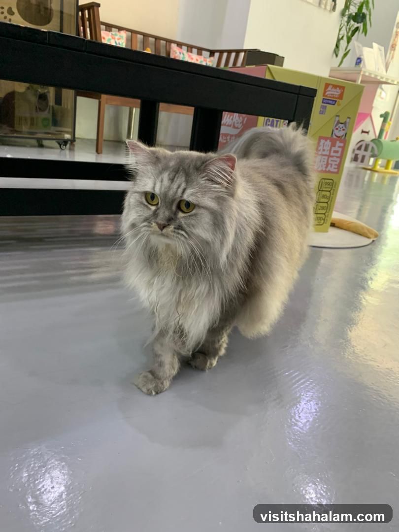 Fluffy Cat in a Cafe