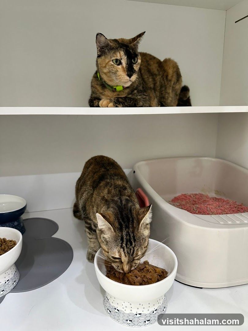 Cats eating and resting
