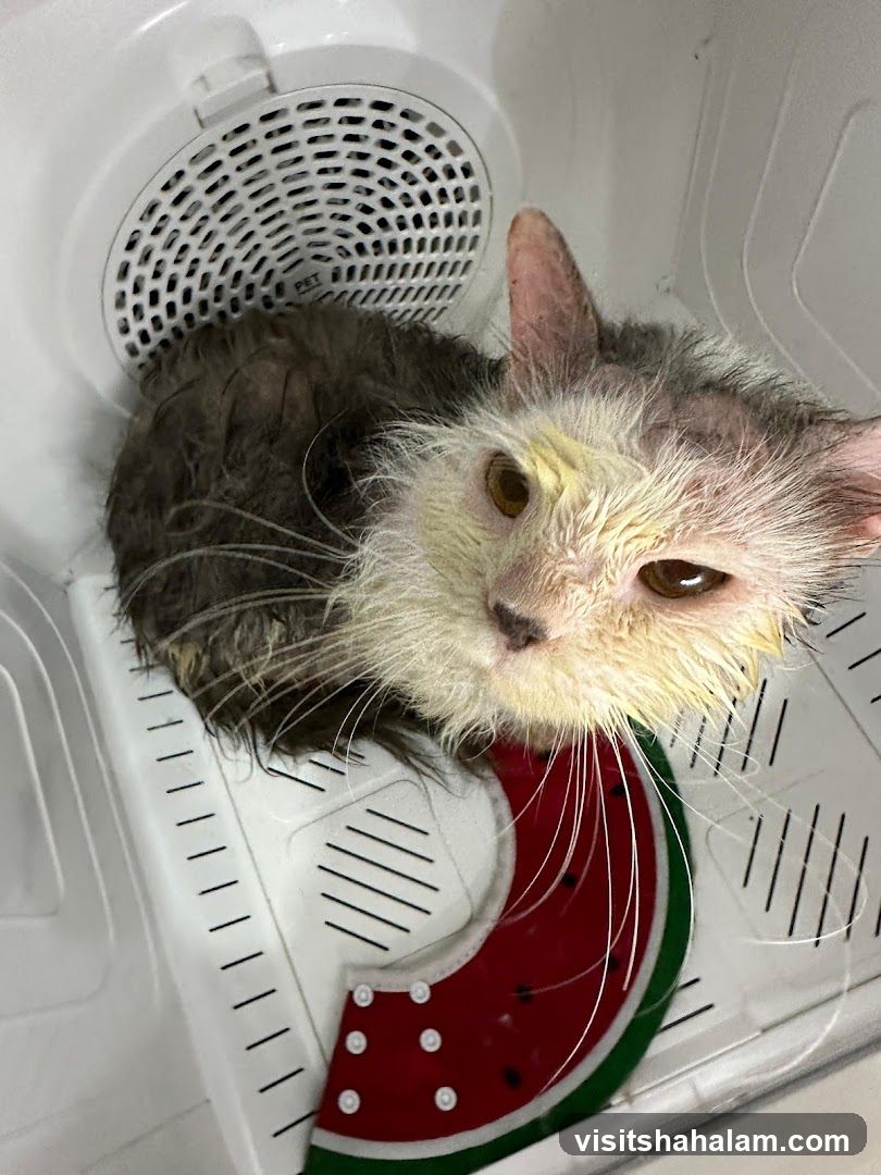 Wet Cat in Dryer