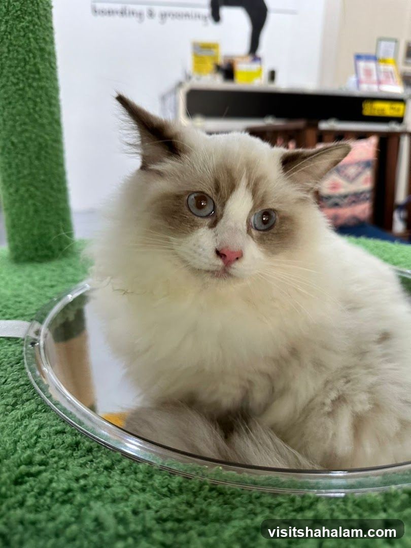 Fluffy Cat in a Pet Salon