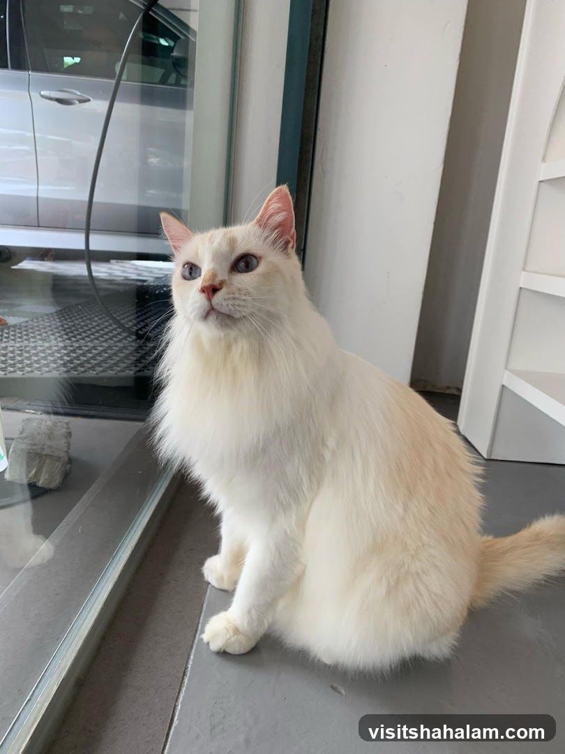 Cat sitting by a window