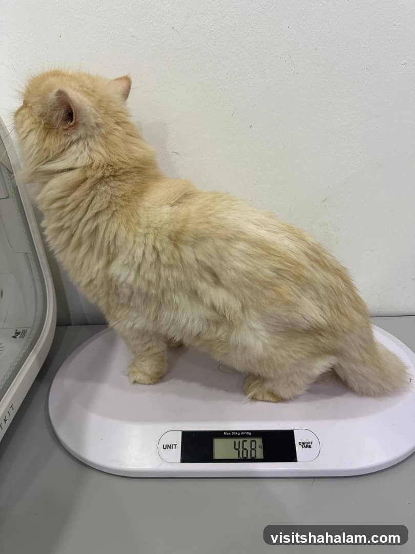 Cat on a scale