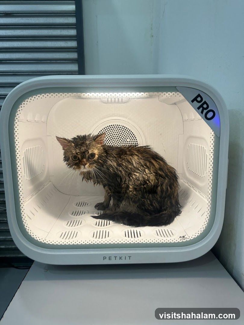 Wet cat in a pet dryer