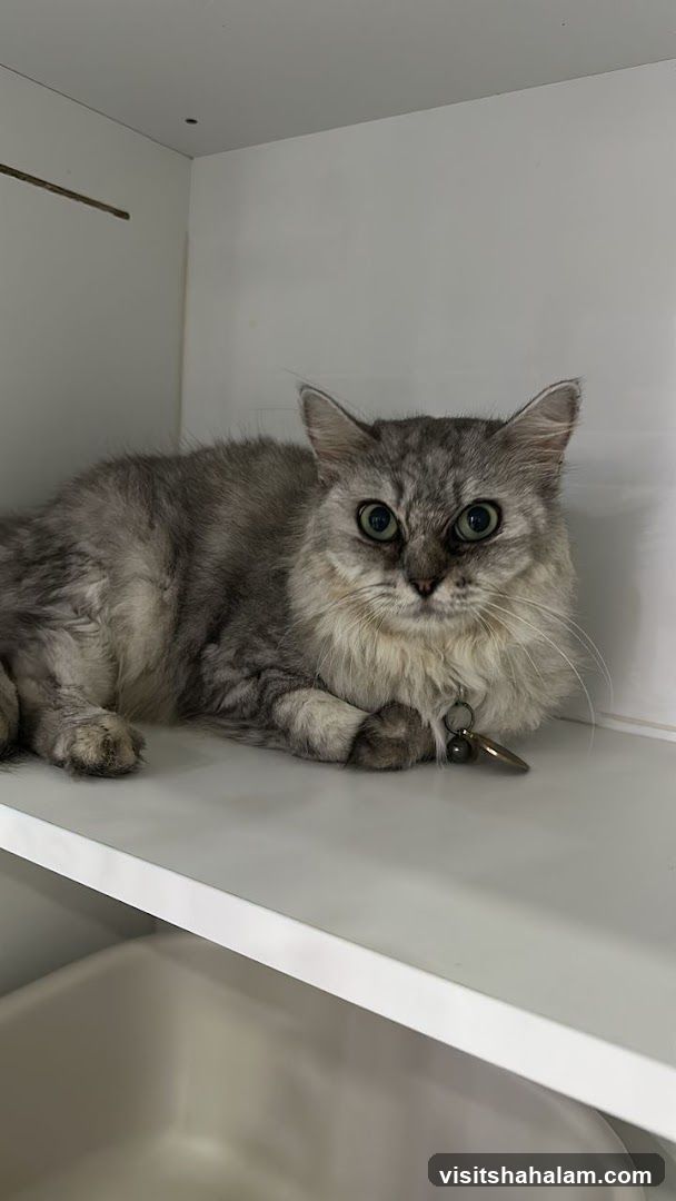 Cat on a shelf