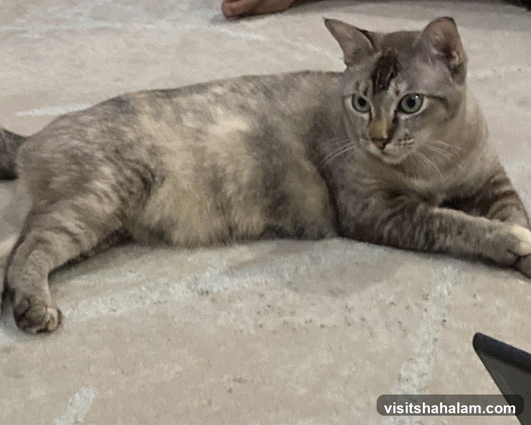 Cat lying on floor