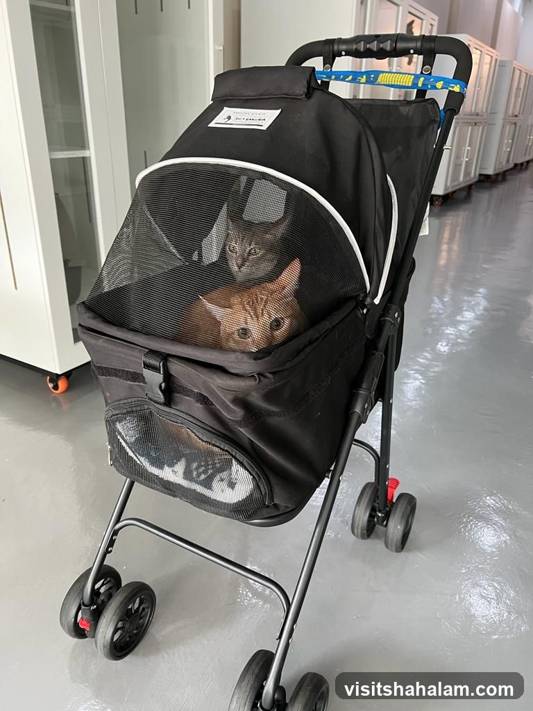 Two Cats in a Pet Stroller