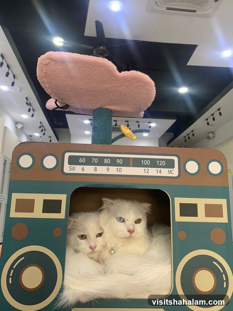 Cat Condo