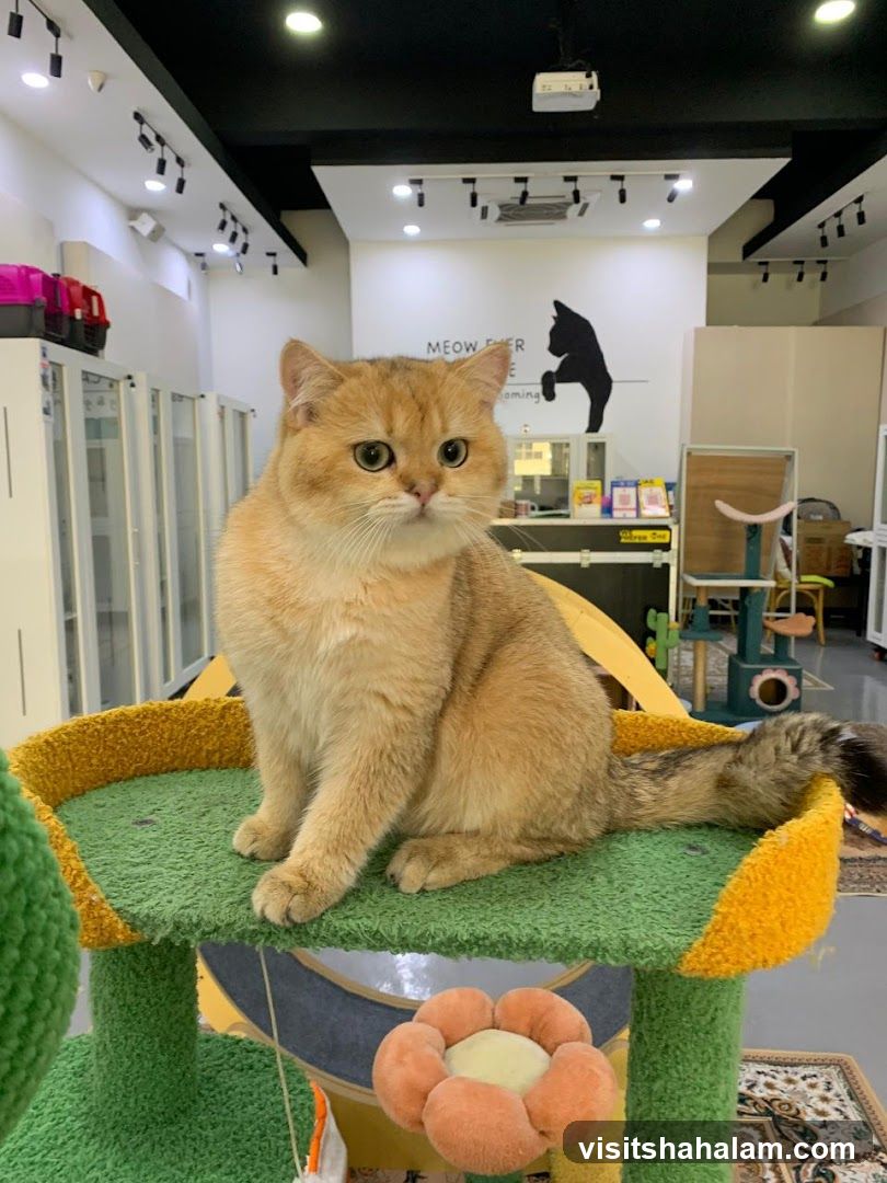 Cat in a grooming salon