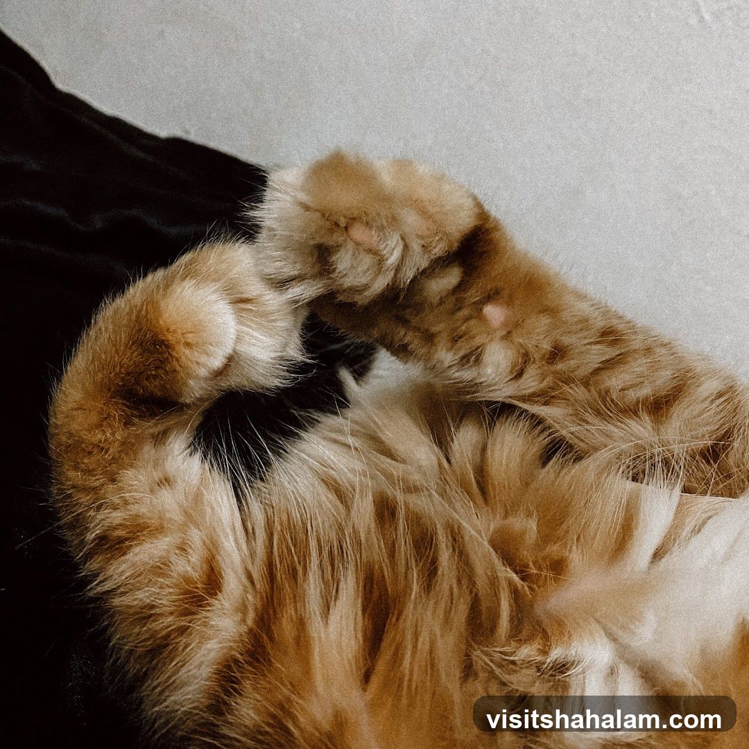 Cat's Paws