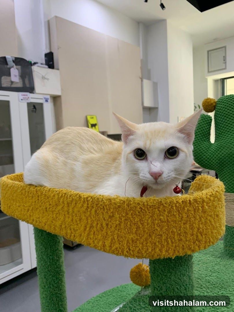 Cat on a perch