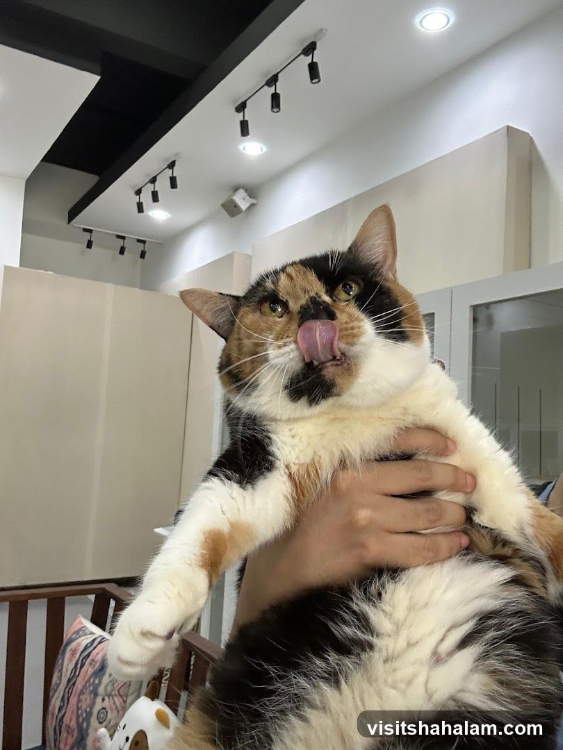 Calico Cat Being Held