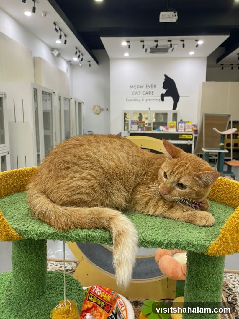 Cat relaxing in a cat care facility