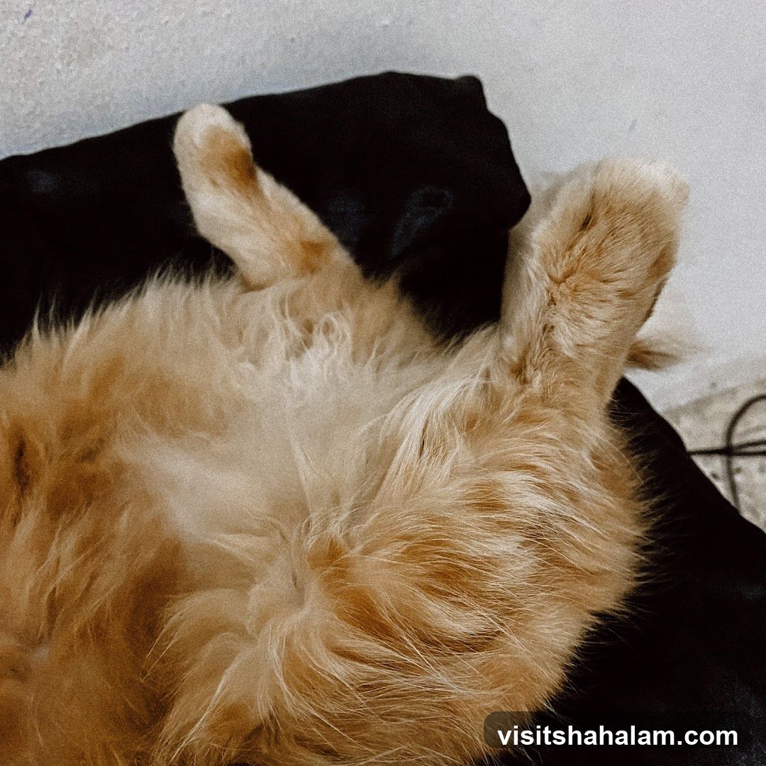 Furry Cat Lying Down