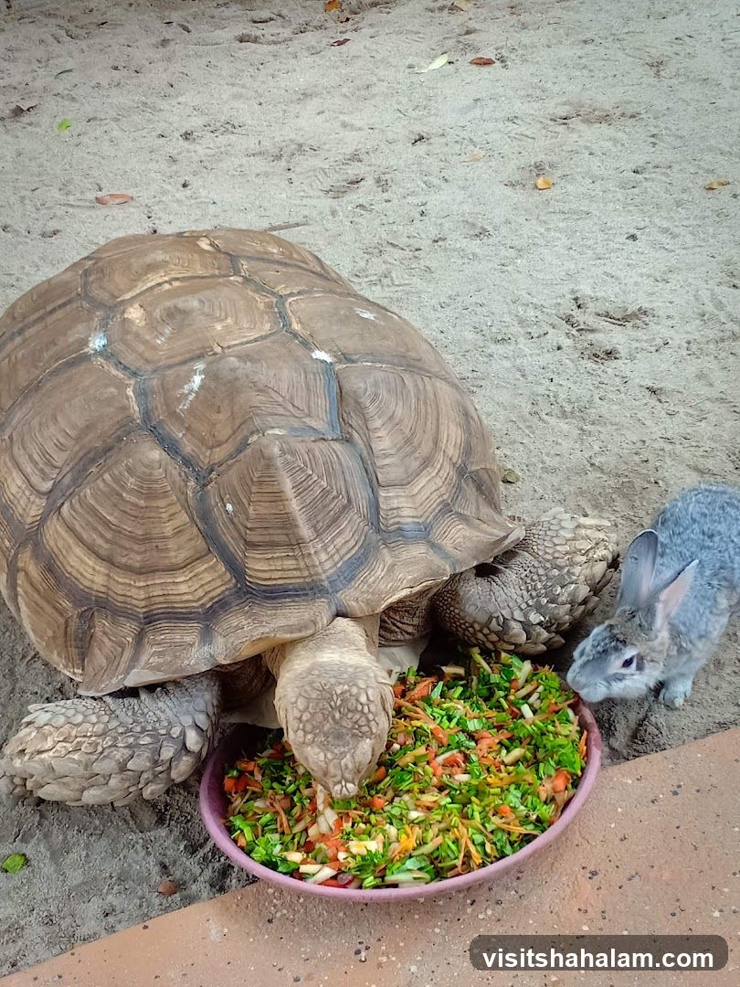 Tortoise and Rabbit Eating from a Bowl