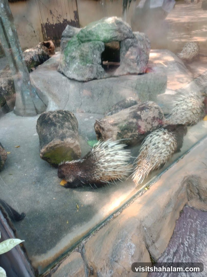 Porcupines in enclosure