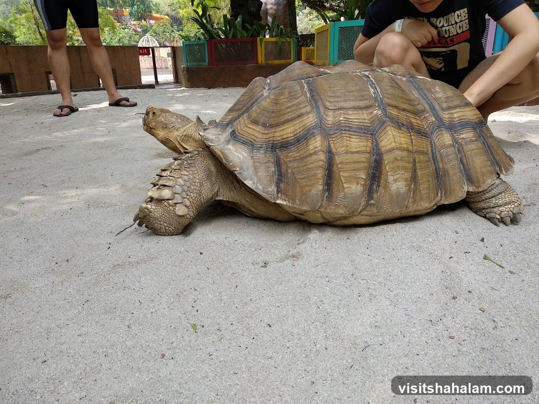 Giant Tortoise Encounter
