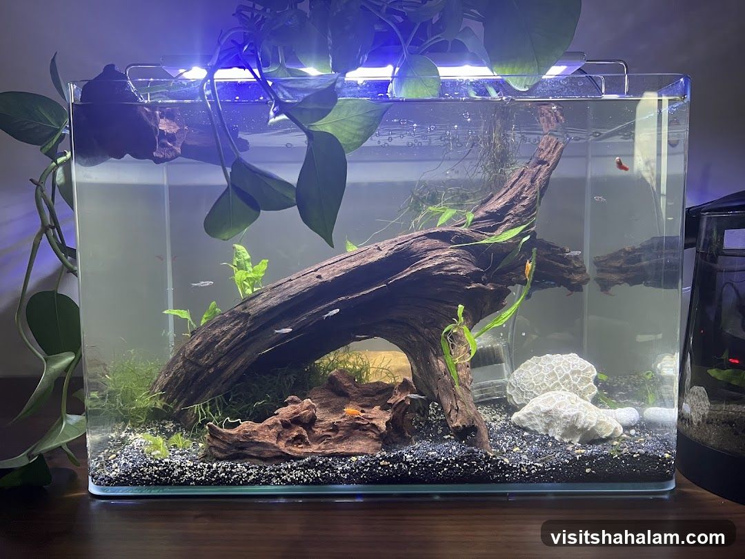 Aquarium with Fish and Plants
