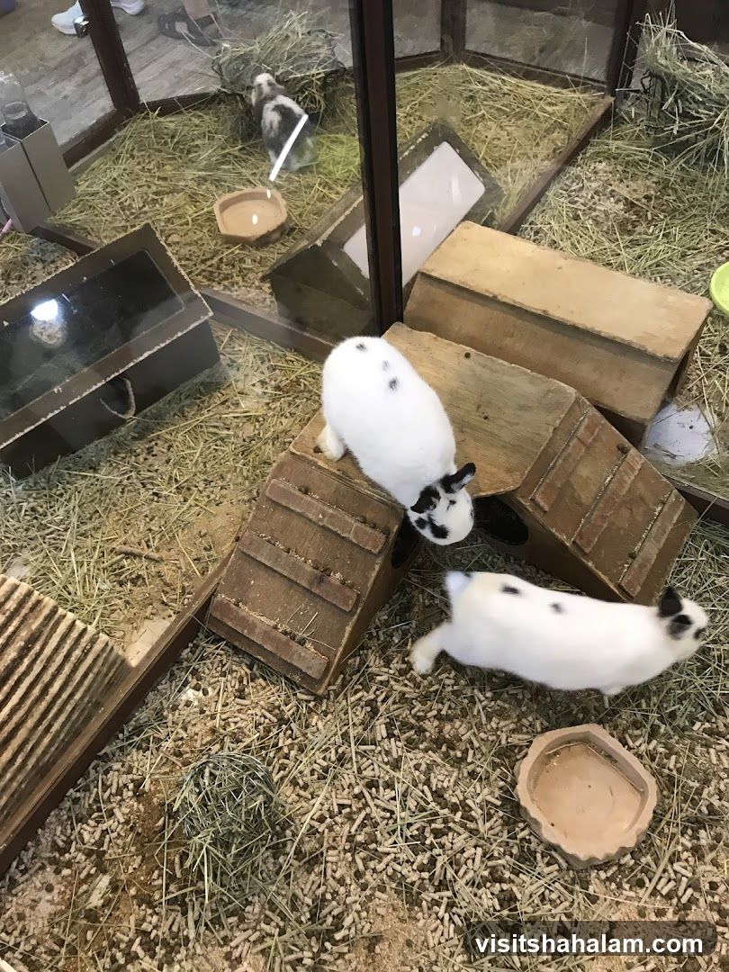 Rabbits in enclosure