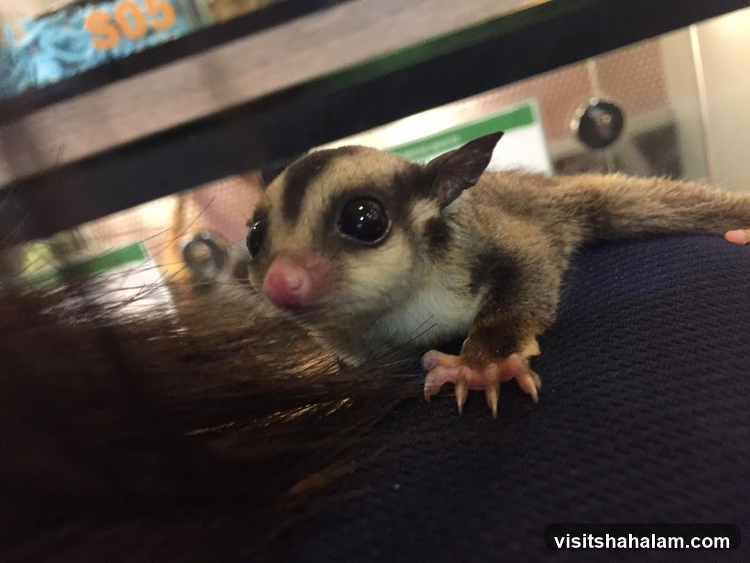 Sugar Glider