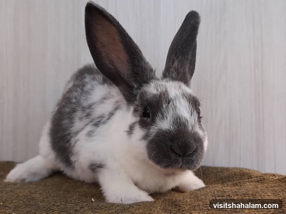 Rabbit