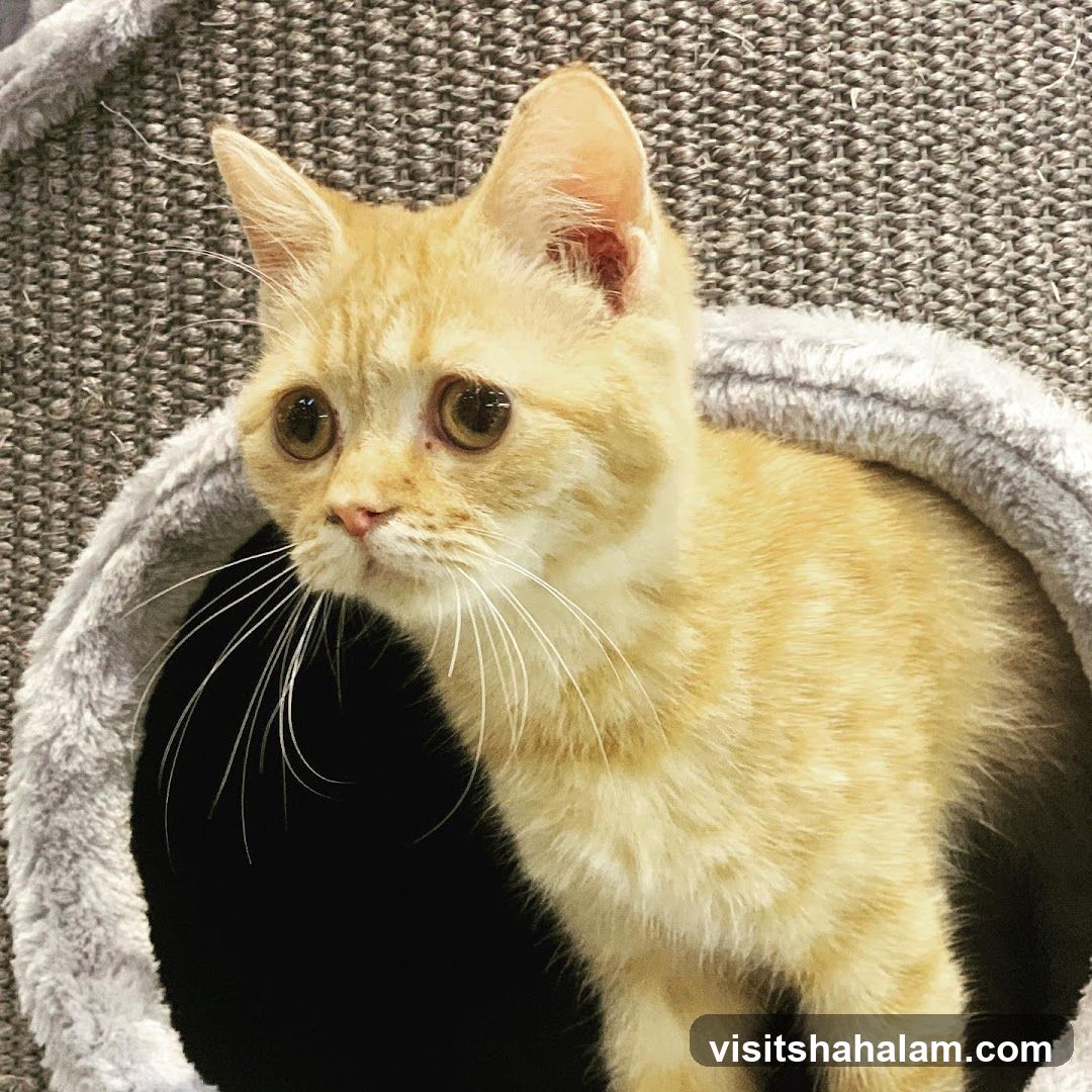 Orange Kitten in a Cat Bed