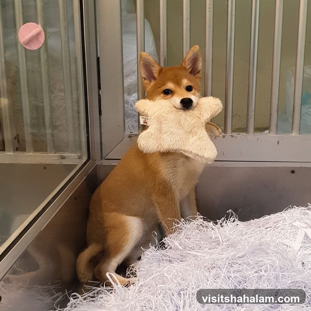 Puppy with Toy