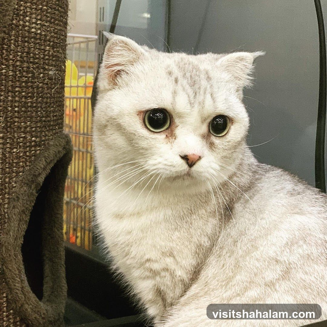 Cat in a pet carrier
