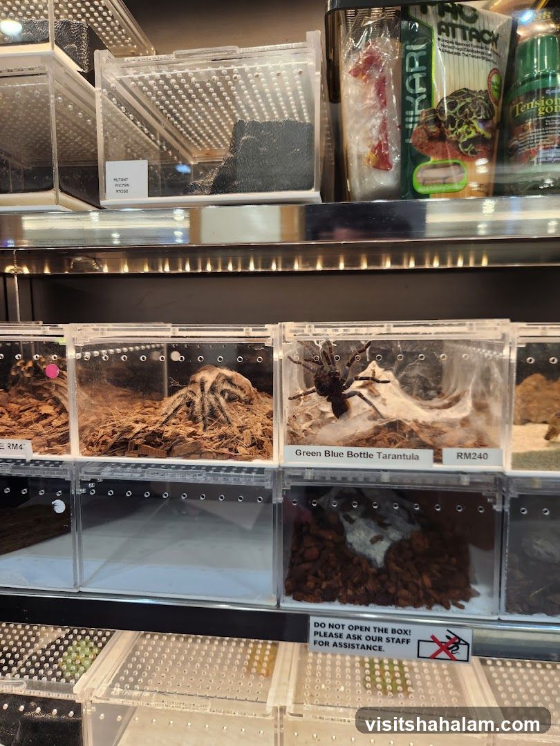 Tarantulas for Sale