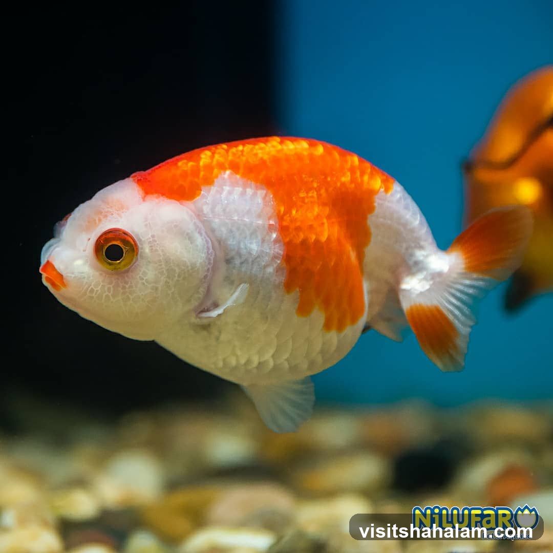 Goldfish in Aquarium