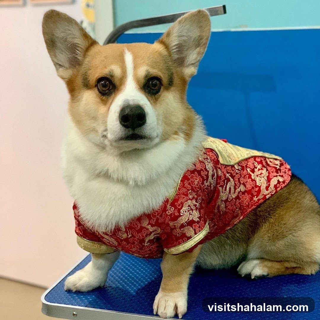 Corgi in Traditional Chinese Attire