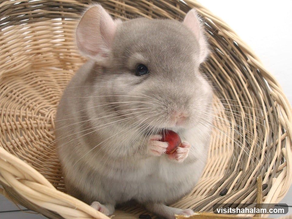 Chinchilla Eating a Berry