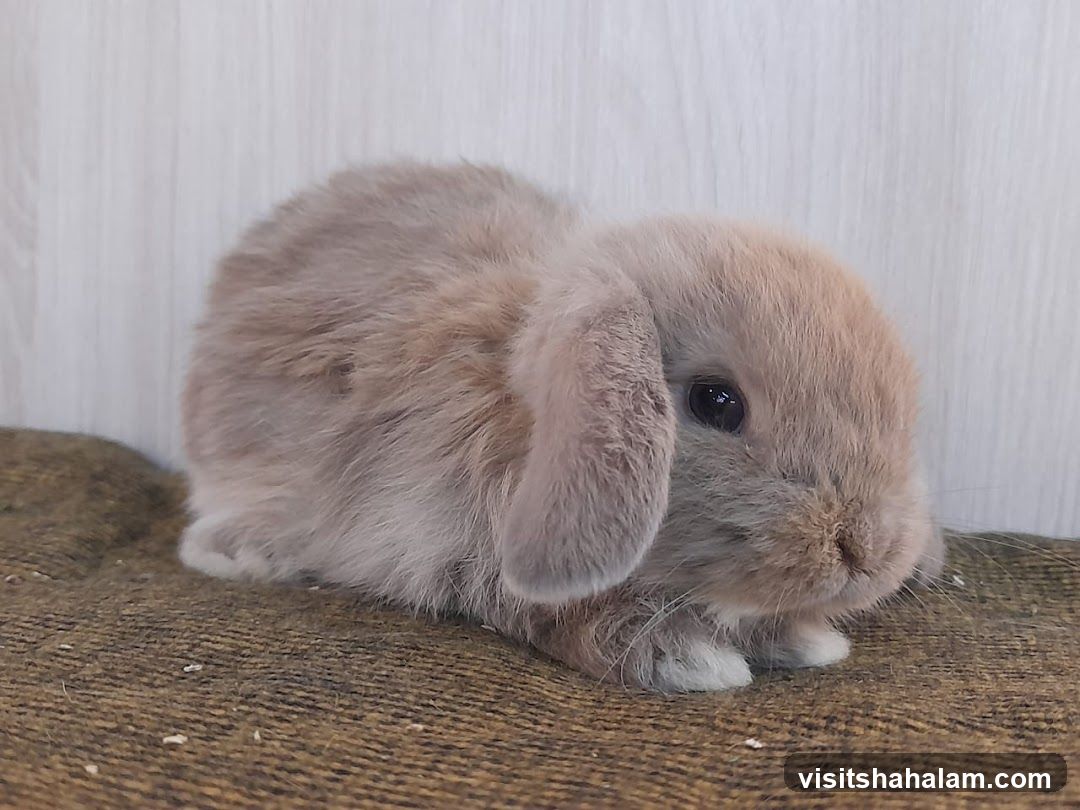 Baby Lop-Eared Rabbit