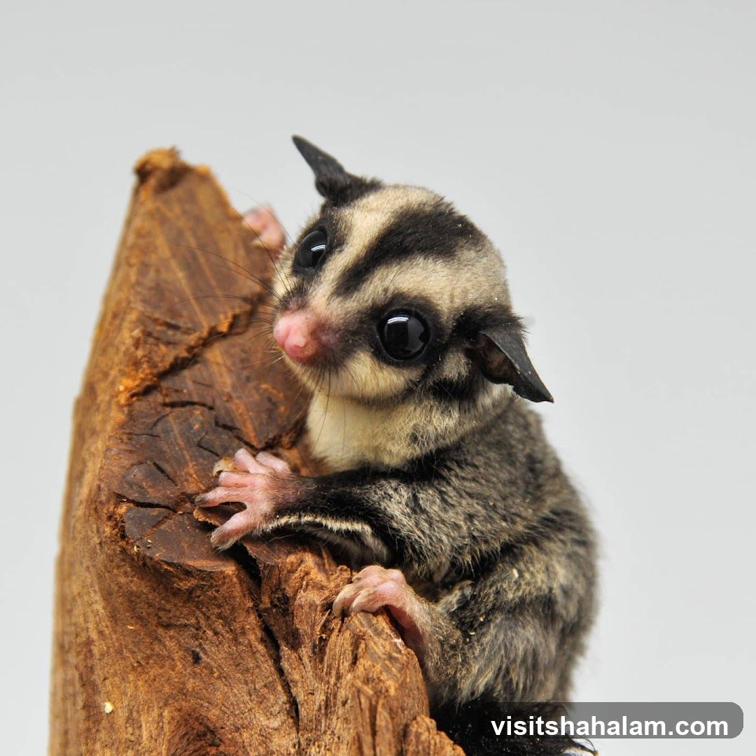 Sugar Glider on Wood