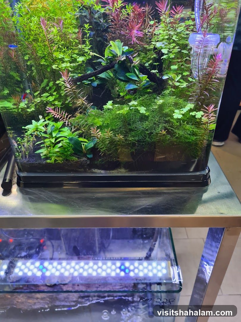 Aquarium with Lush Greenery and Fish