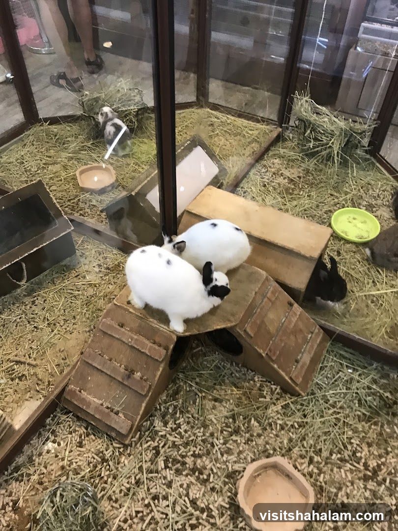 Rabbits in enclosure
